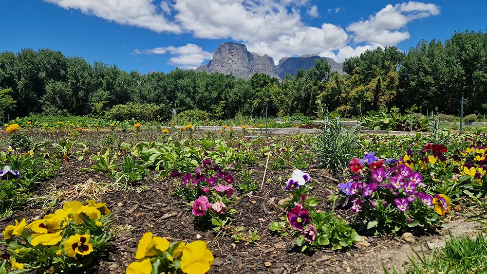 Garten des Weinguts Boschendal in Franschhoek