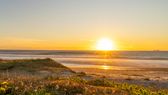 Evening sun over the sea at Melkbos, flowering dune plants in the foreground