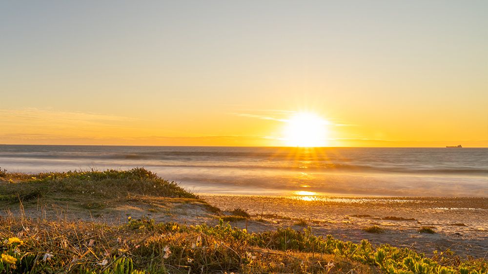 Abendsonne über dem Meer bei Melkbos, im Vordergrund blühende Dünenpflanzen