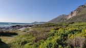 Yellow-flowering fynbos above the rocky shore between Scarborough and Misty Cliffs