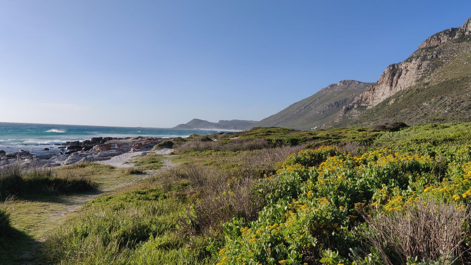 Gelb blühender Fynbos über der Felsküste zwischen Scarborough und Misty Cliffs
